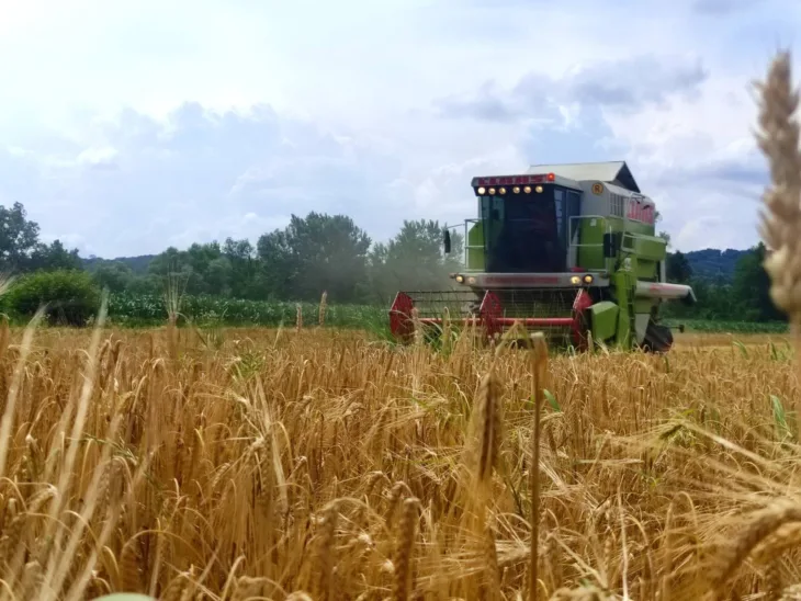 Poljoprivreda psenica zetva podsticaji BHT