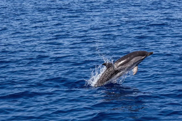 Delfin