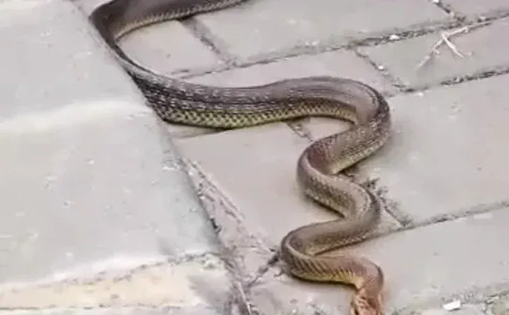 IMG 4455