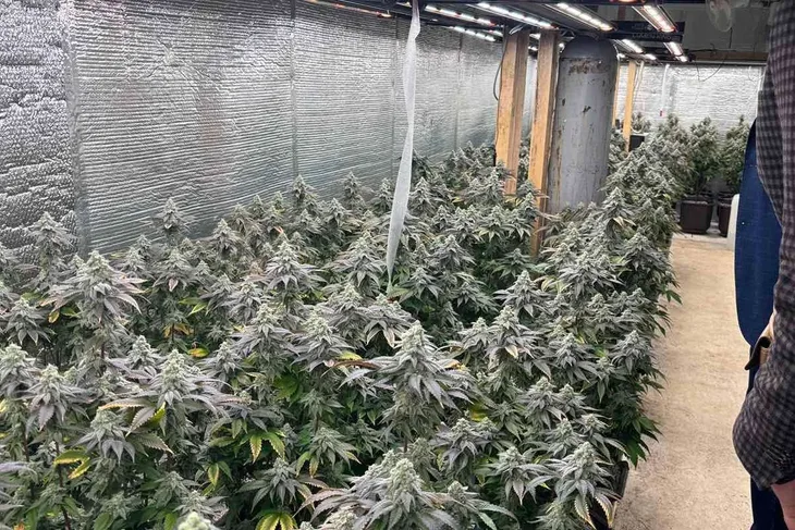 Marihuana pu prijedor