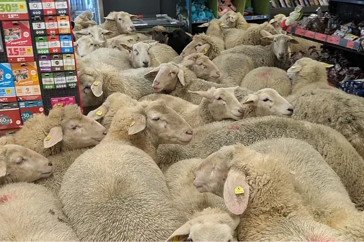 Njemacka 50 ovaca uslo u supermarket
