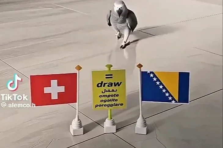 Papagaj birao pobjednika utakmice Bi H Svicarska