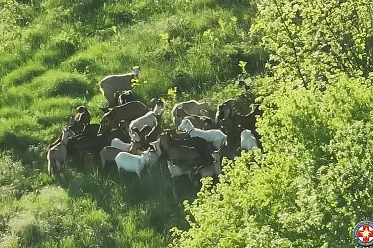 Siroki Brijeg Muskarac izgubio stado koza