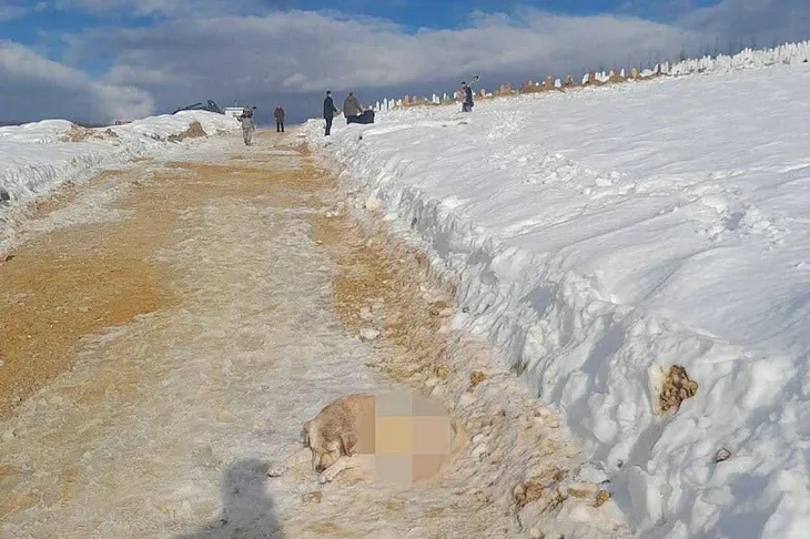 Vlakovo Prijatelji zivotinja