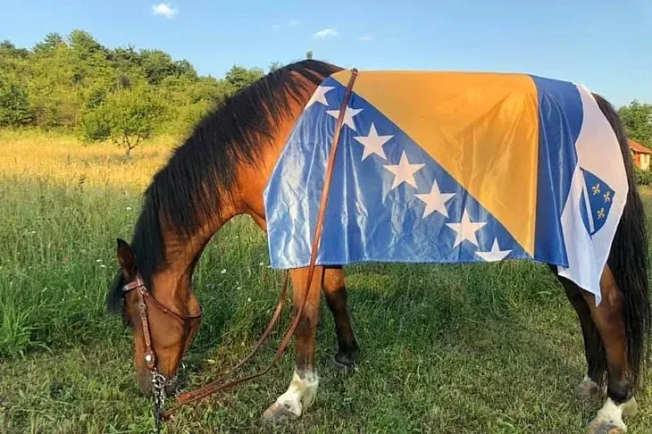 Bosanski arapski konj