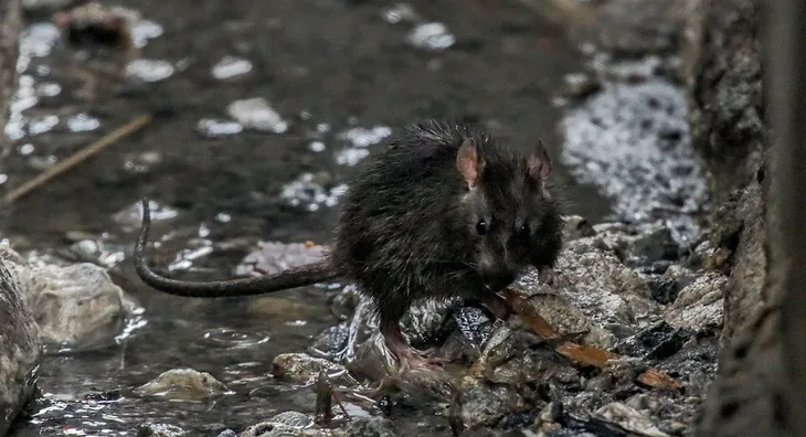 Pacovi