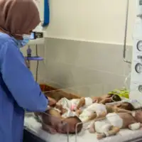 Bebe Gaza