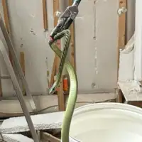 Zelena mamba