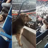 Pas cicak partizan