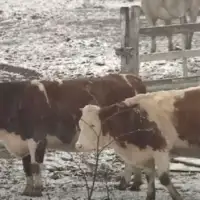 Farma krave bht