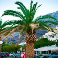 Makarska-Pixabay