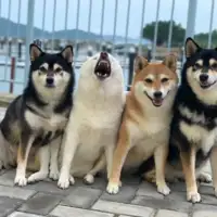 Shiba hina naslovna