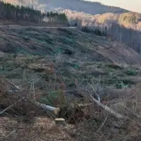 Suma sjeca autoceste tesanj