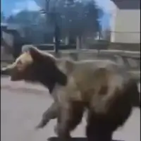 napad medvjeda Slovačka