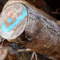 šumarstvo šume ftv