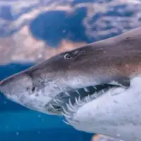 Ajkula
