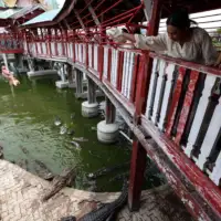 Krokodili Fena