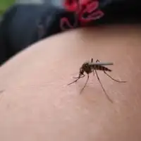 komarci
