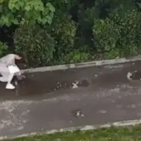 Napad vrana2