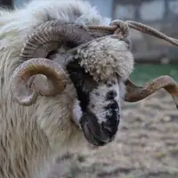 Kurban