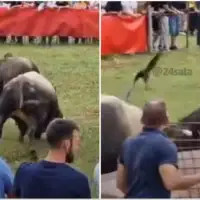 Korida split Dva bika podivljala na koridi kod Splita