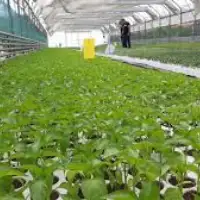 Agrisan- plastenici, nema radnika