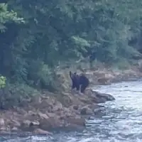medvjed između Ključa i Sanskog Mosta primijećeni medvjedi