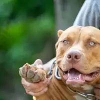 Pit bull pas