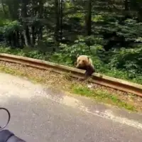 Medvjed valjevo Srbija