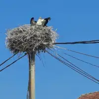 Roda gnijezdo Istra Luka sanski most