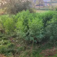 Marihuana