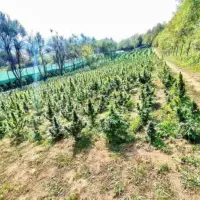 Kanabis plataža bihac