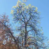 Bugojno ponovno procvjetao kesten