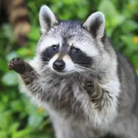 rakun foto  GULIVER/THINKSTOCK / AUTOR: THINKSTOCK
