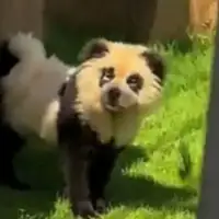 Pande psi