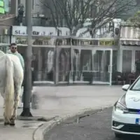 Konj na Ilidzi