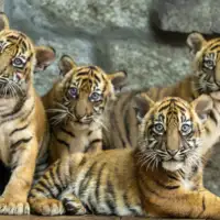 Tigar