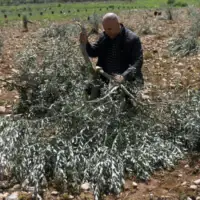 Palestinewestbankisraelforcesdemolisholivetreesreuters20221682854396jpg