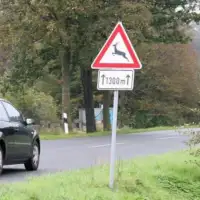 Savjeti za vozace divljač na putu