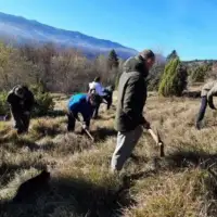 Volonterinaigmanuzasadili500sadnicasmrceigmanvolonteri6739b9be5d095jpg