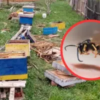 Ubola ga pcela pa iz revolta razbio komsiji tri kosnice