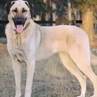 Pas cuko Kangal