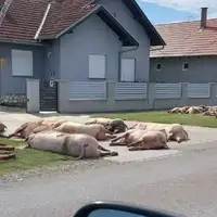 Svinje Slovenija