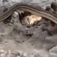 snimak sa Jadrana zmija