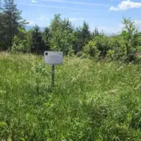 Trava nepokoseno sarajevo