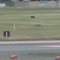 Medvjed japan aerodrom
