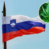 Slovenija marihuana
