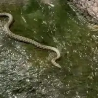 Sebija Izetbegovic objavila video zmije u Miljacko