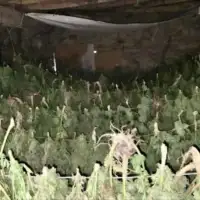 Marihuana