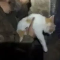 Macka vojnici ukrajina